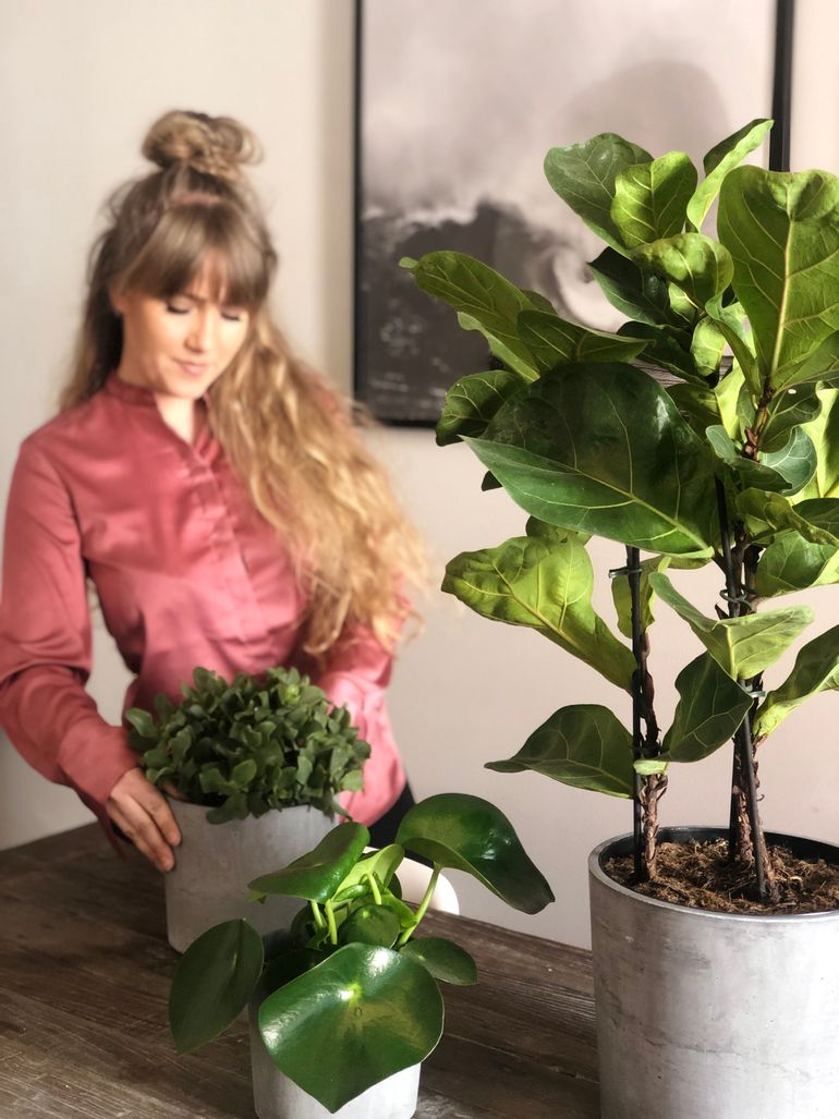 10 lettstelte planter og hvorfor du bør ha de både hjemme og på jobben